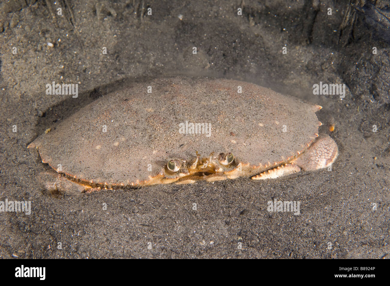 Ovigerous weibliche Dungeness Krabbe Krebs Magister begraben im Sediment während Grübeln Eiern Stockfoto