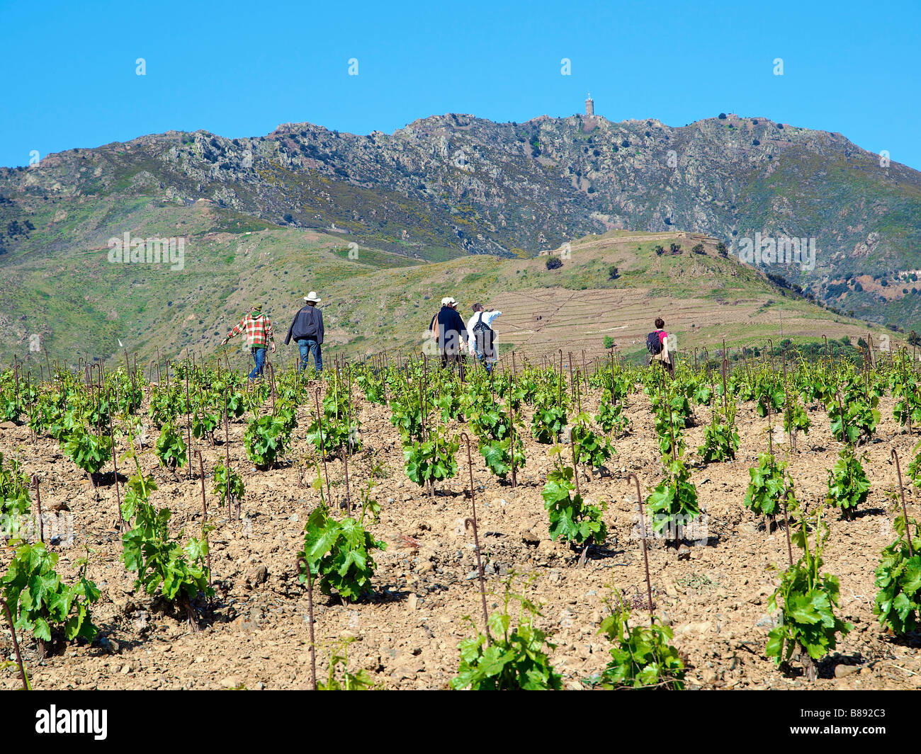 Slow Food Picknick im "The Lord Weinberge", in der Nähe von Banyuls, Frankreich. Stockfoto