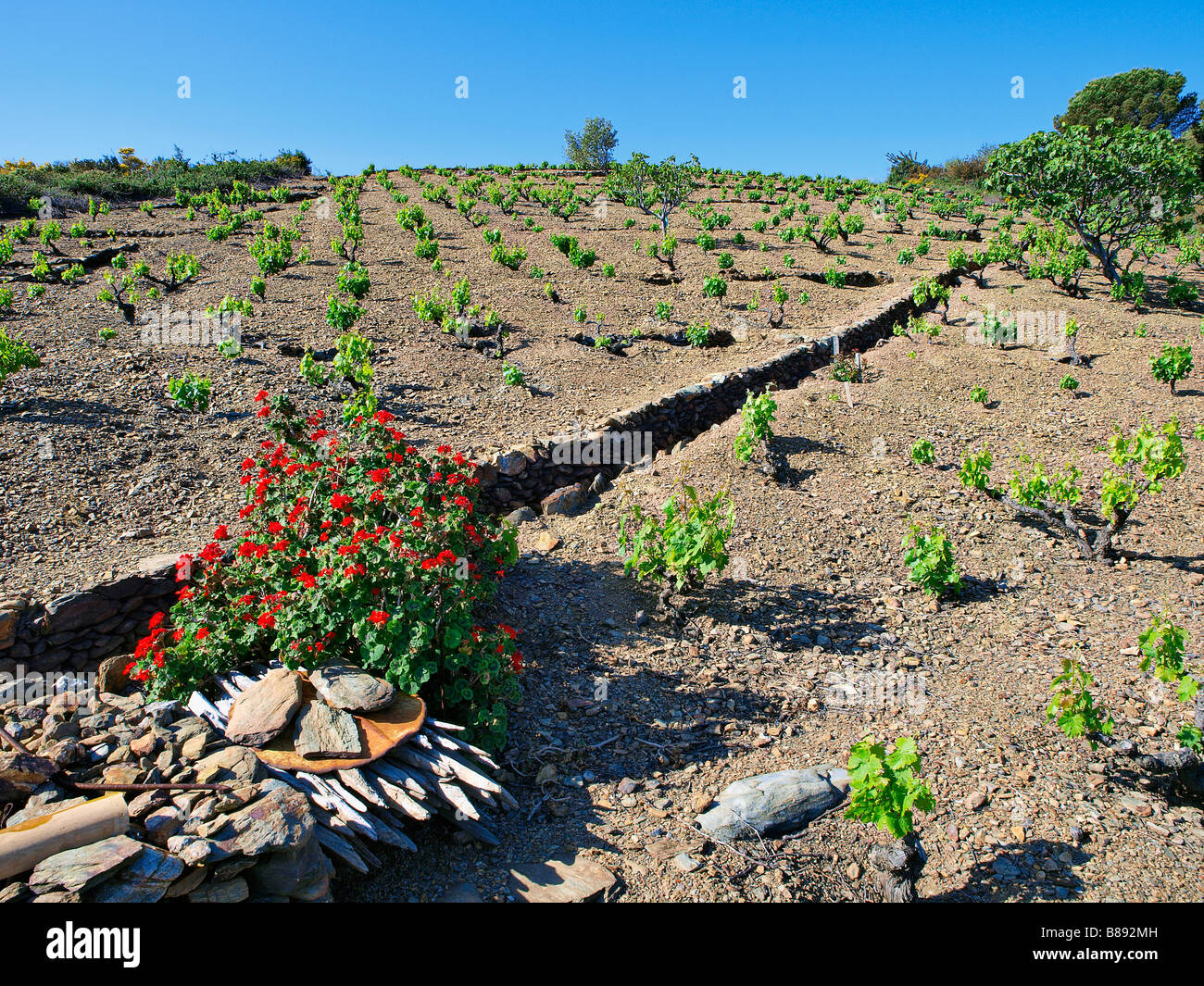 Weinberge in Banyuls, Languedoc Roussillon, Frankreich. Stockfoto