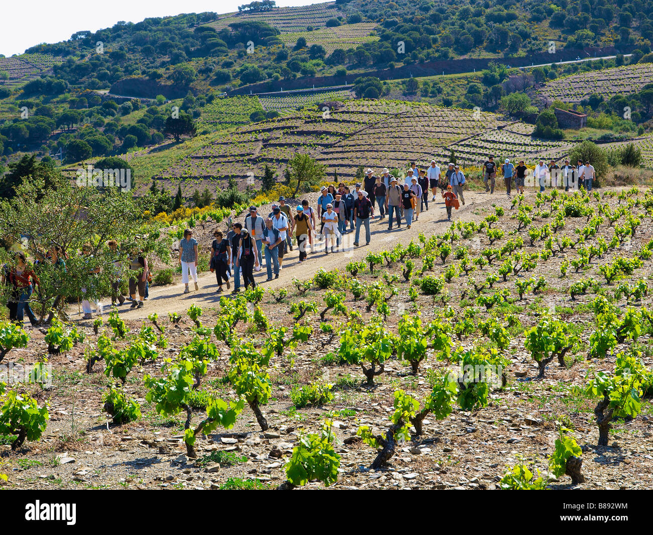 Slow Food Picknick im "The Lord Weinberge", in der Nähe von Banyuls, Frankreich. Stockfoto