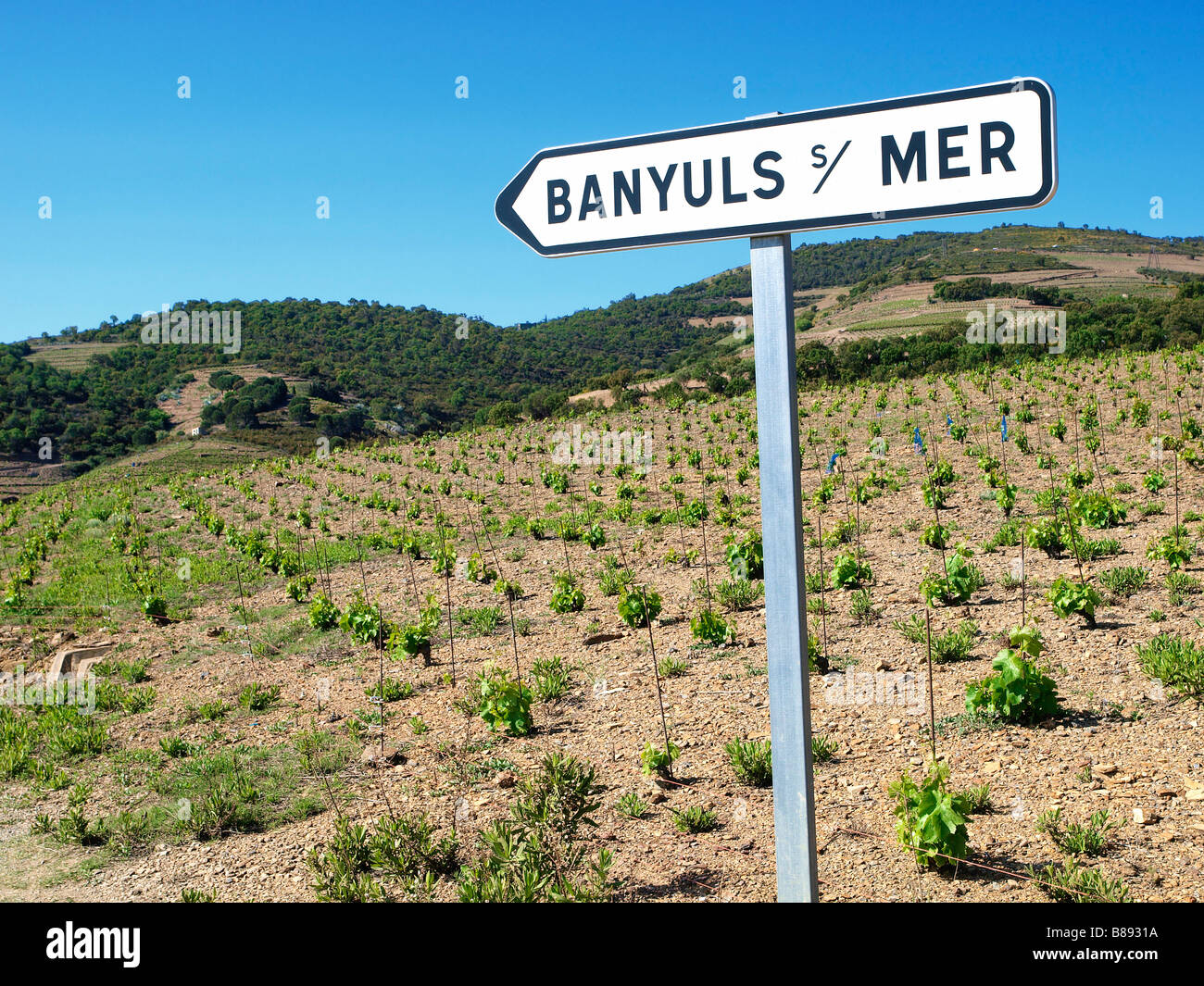 Weinberge in Banyuls, Languedoc Roussillon, Frankreich. Stockfoto