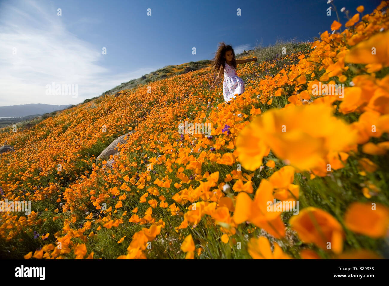 kleines Mädchen 7 Jahre alt Kommissionierung California Poppies von einem Hügel in Lake Elsinore riverside County Kalifornien Usa Herr Stockfoto