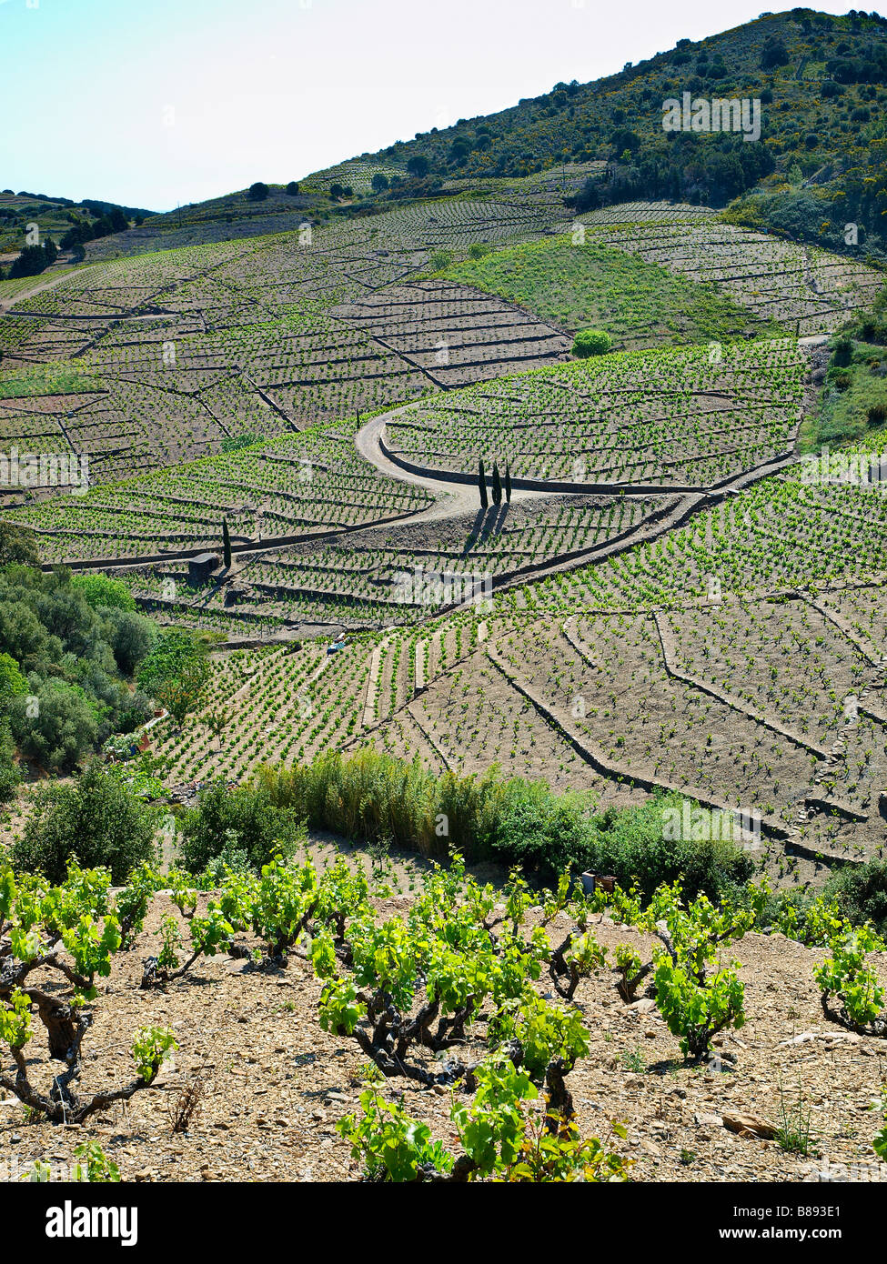 Weinberge in Banyuls, Languedoc Roussillon, Frankreich. Stockfoto