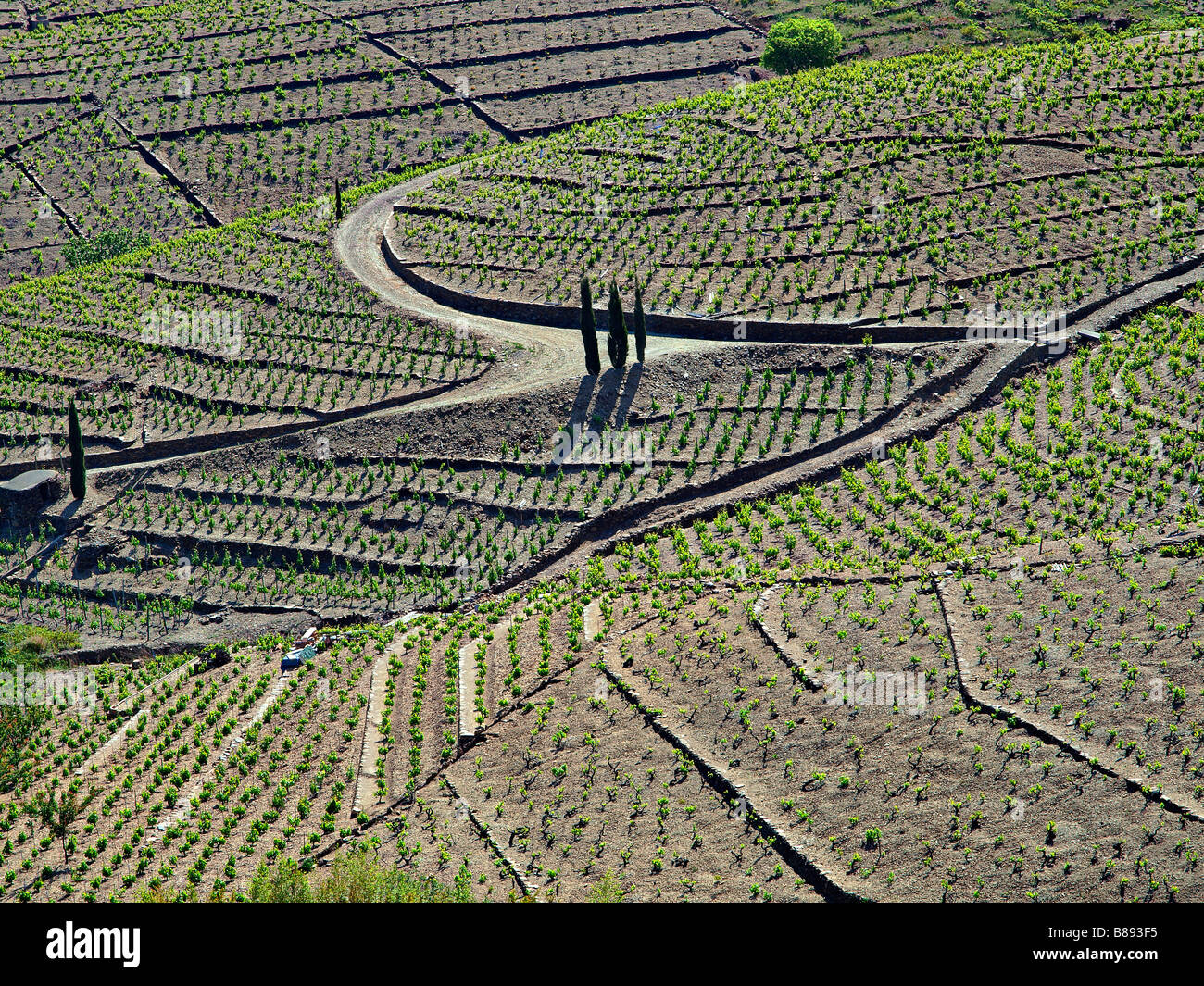 Weinberge in Banyuls, Languedoc Roussillon, Frankreich. Stockfoto