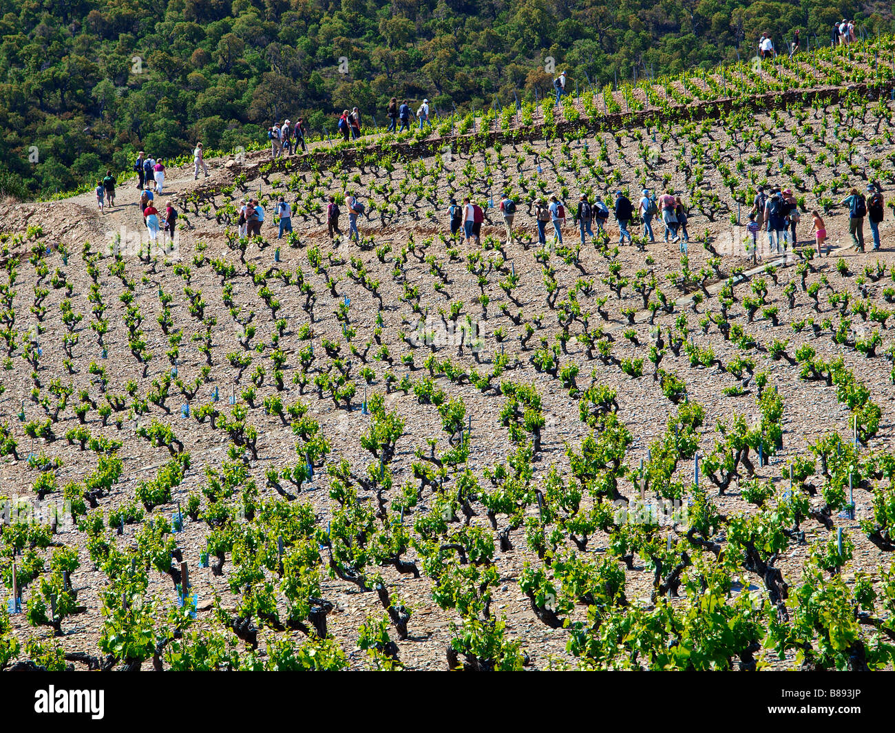 Slow Food Picknick im "The Lord Weinberge", in der Nähe von Banyuls, Frankreich. Stockfoto