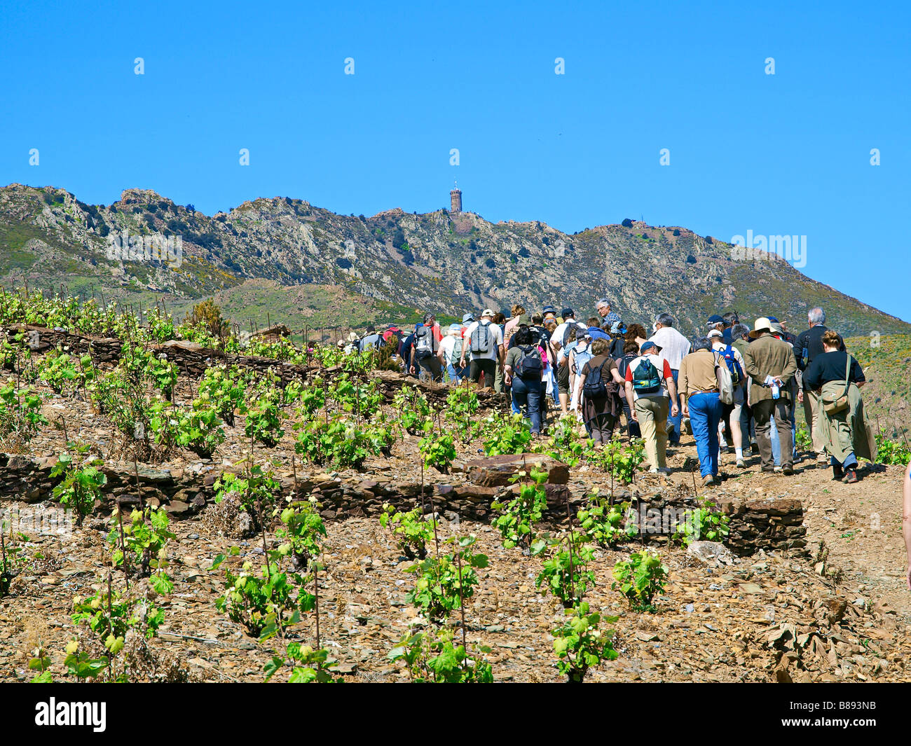 Slow Food Picknick im "The Lord Weinberge", in der Nähe von Banyuls, Frankreich. Stockfoto