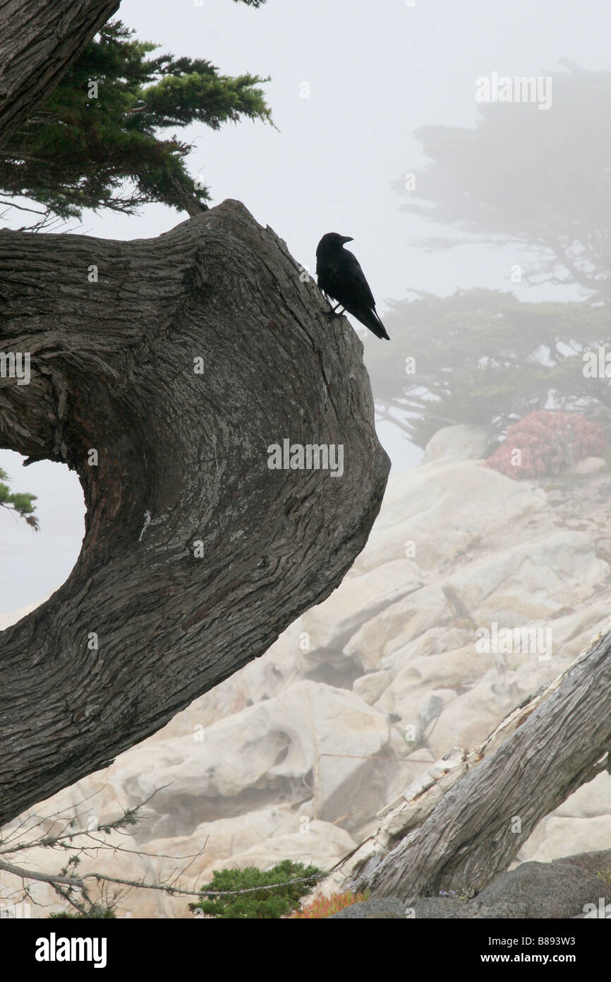 Crow am Wind fegte Baumstamm auf der nebligen Küste, Pebble Beach, Kalifornien. Stockfoto