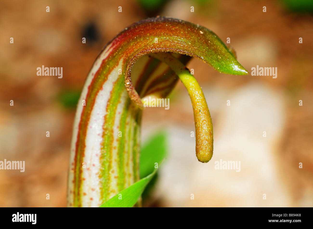 Bild von Arisarum Vulgare Stockfoto