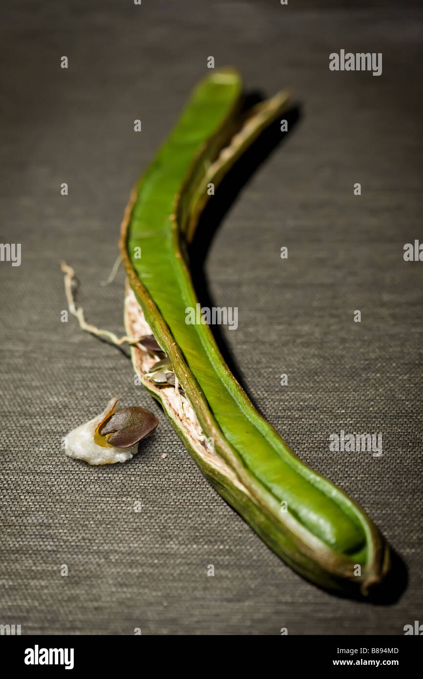 eröffneten Paterna Obst-Pod und die braune Samen essbar weiß cottony Substanz Stockfoto