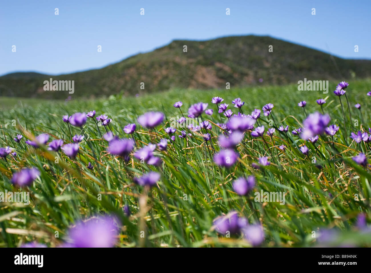 Wildblumen im Frühjahr in der Nähe der südlichen kalifornischen Küste Stockfoto