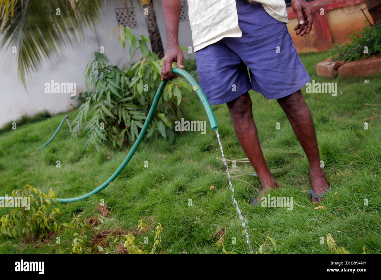 Ein Mann ist einen Patch von grünem Rasen in Indien Bewässerung. Stockfoto