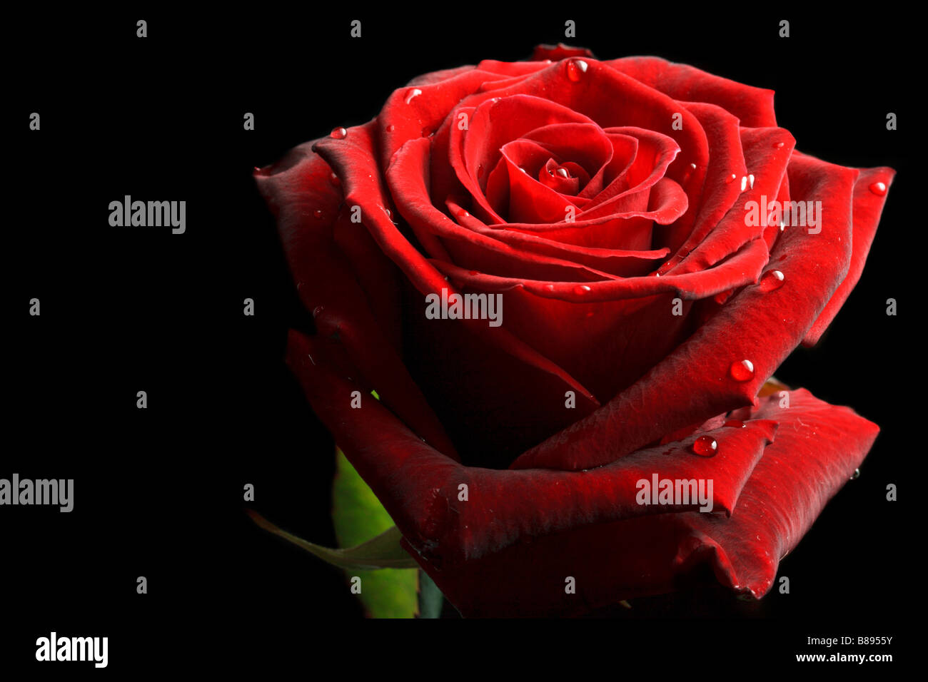 Rote rose mit Wassertropfen auf schwarzem Hintergrund hautnah Stockfoto