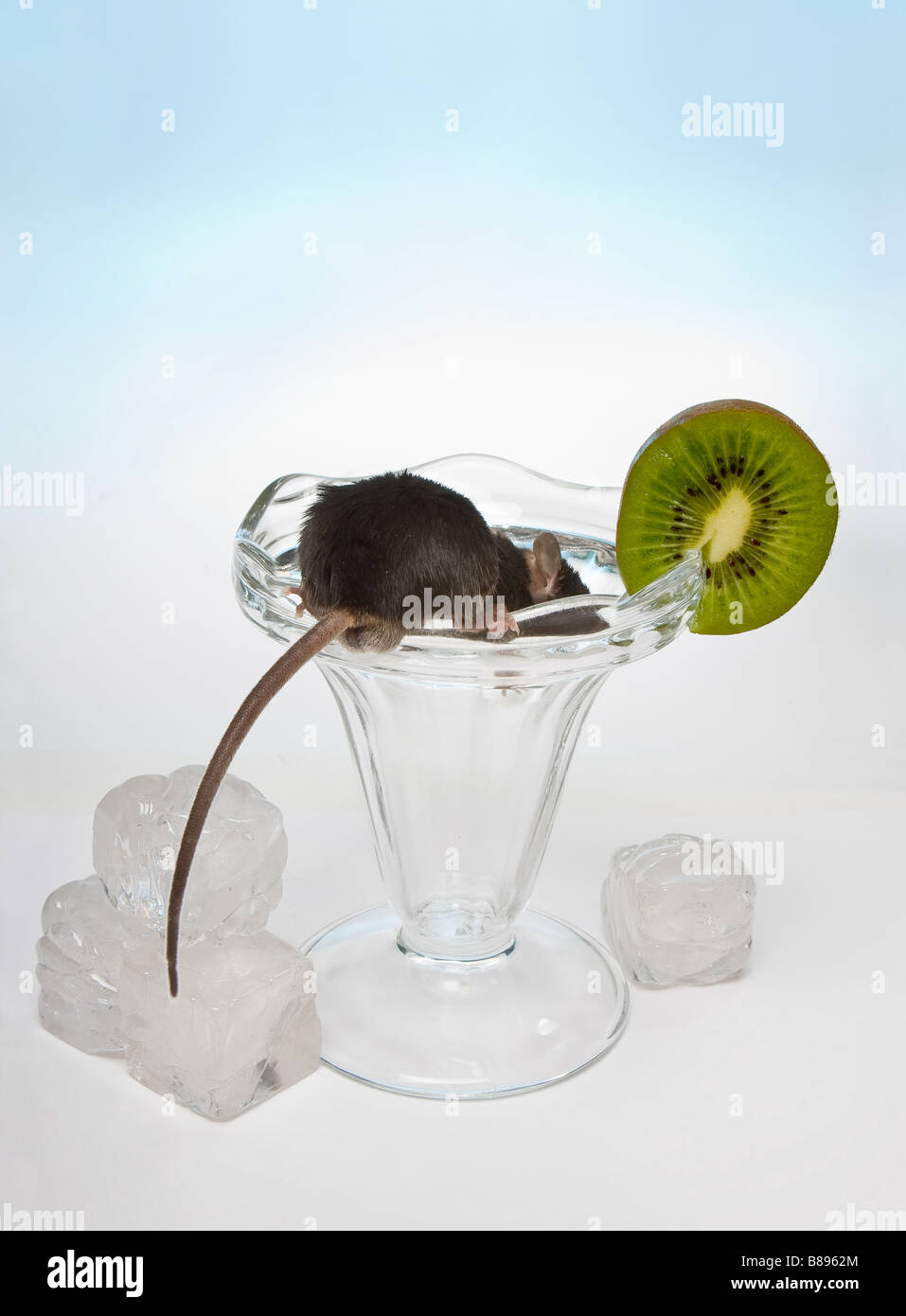 Kleine braune Maus bereitet ein Cocktailglas Stockfoto