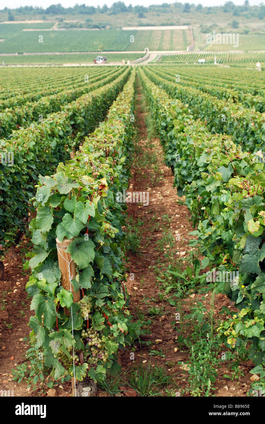 Weinberg, Côte de Beaune, Burgund, Frankreich Stockfoto