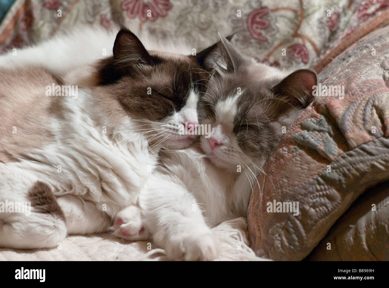 Zwei junge Ragdollkatzen schlafen gemeinsam Wange an Wange Stockfoto