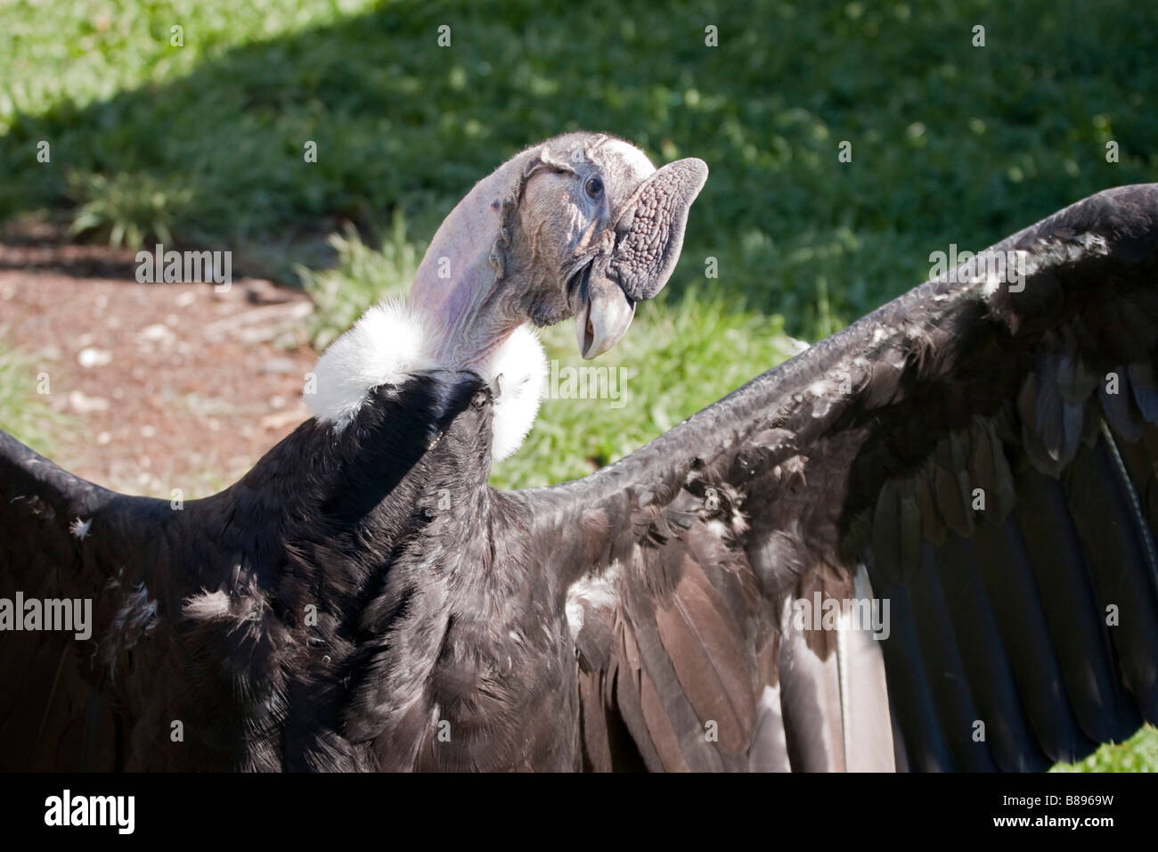 Kopf und Schultern Porträt von einem chilenischen Kondor, Kondor Vultur, Patagonien, Chile Stockfoto