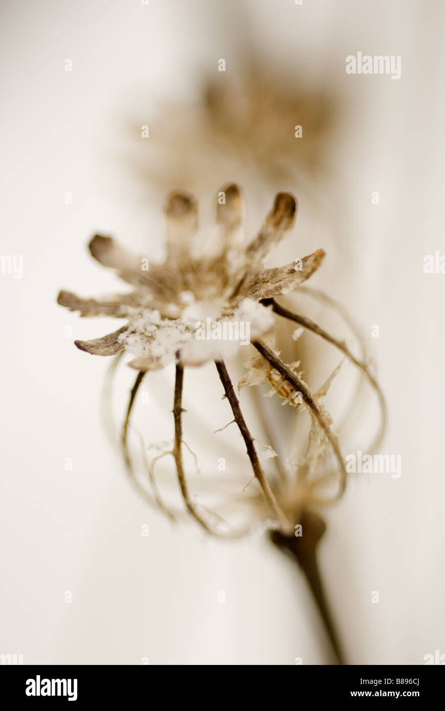 Skelett eines Mohn bestäubt mit Schnee Stockfoto