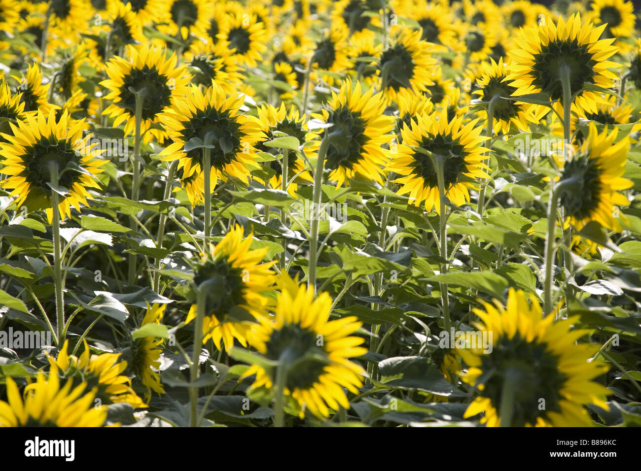 Ein Feld von Sonnenblumen in Indien Stockfoto
