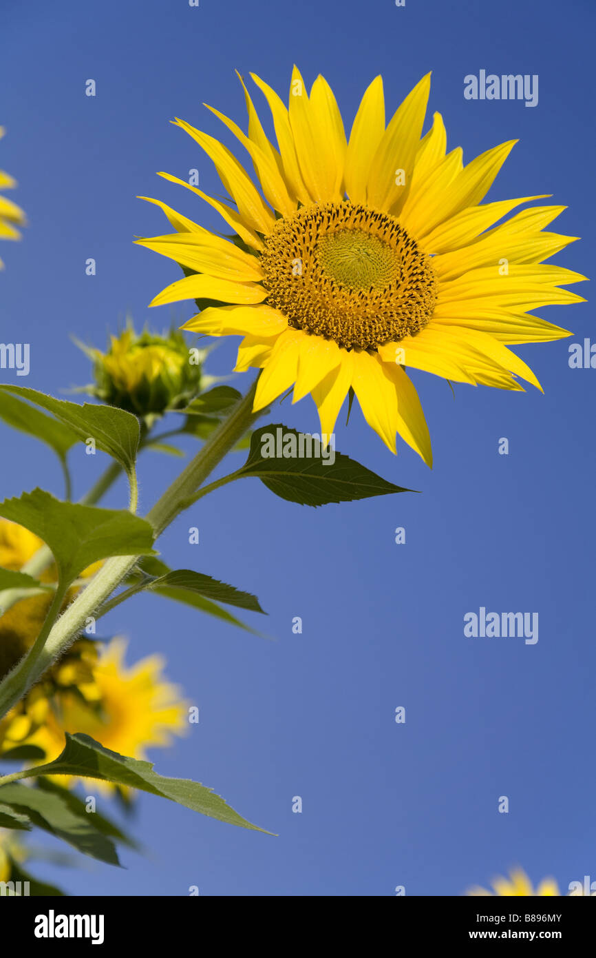 Niedrigen Winkel Nahaufnahme einer Sonnenblume vor einem sonnigen blauen Himmel Stockfoto