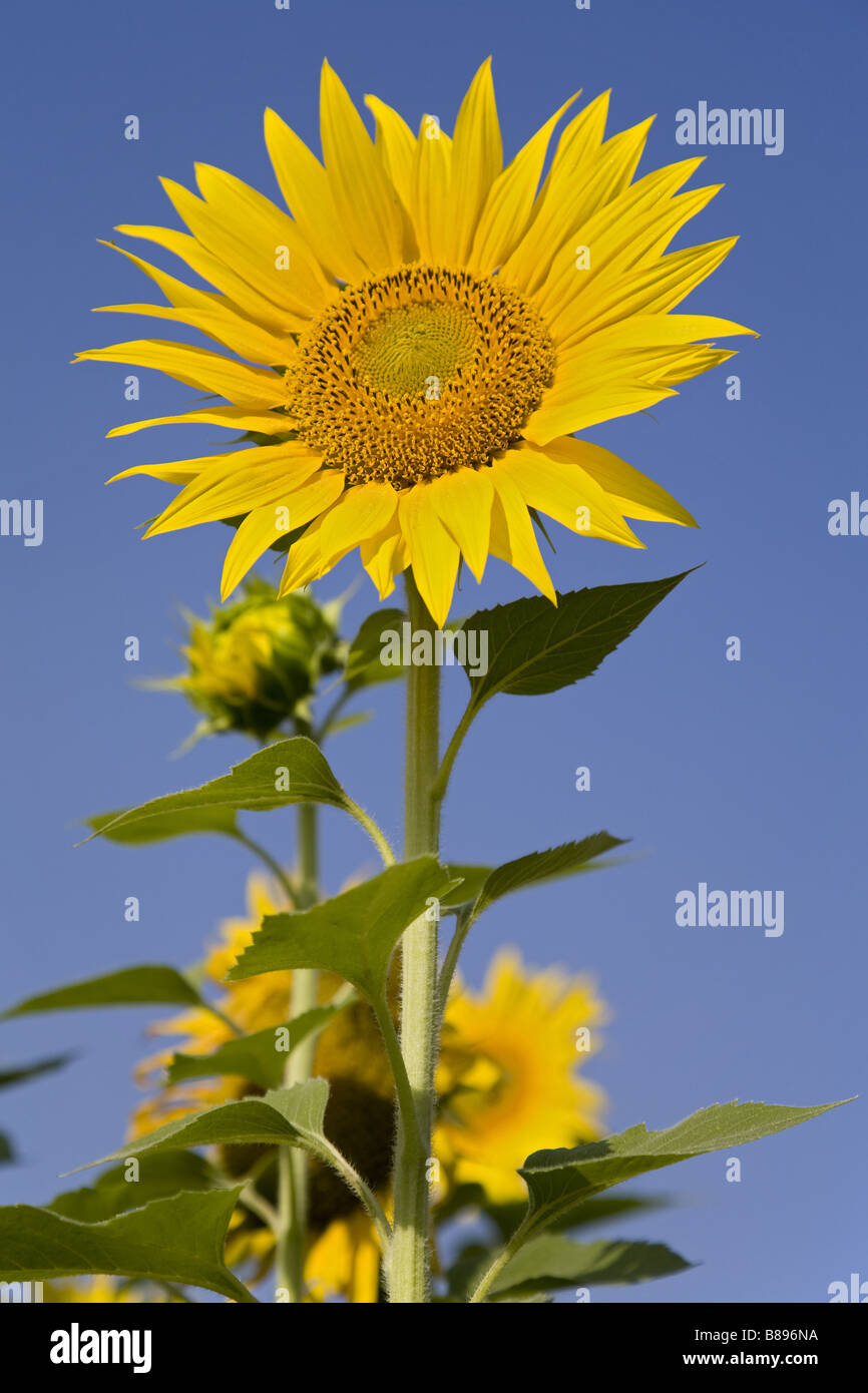 Niedrigen Winkel Nahaufnahme einer Sonnenblume vor einem sonnigen blauen Himmel Stockfoto