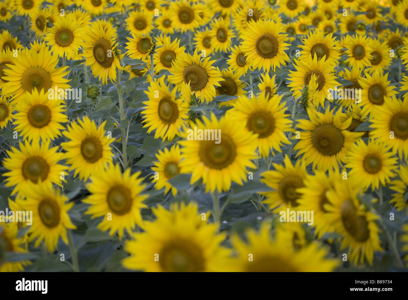 Nahaufnahme von Sonnenblumen in einem Feld in Indien Stockfoto