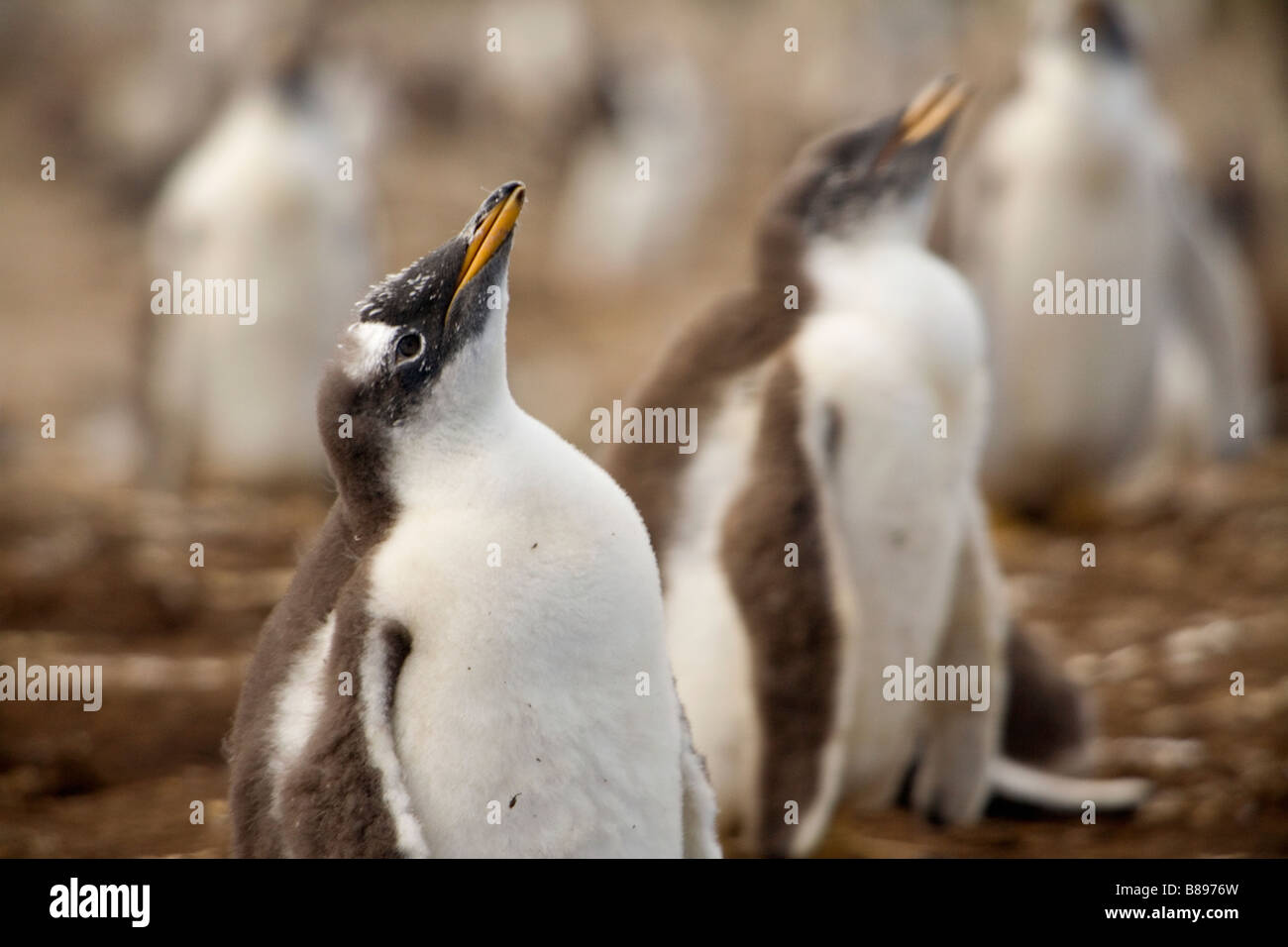 Gentoo Pinguinküken, (Pygoscelis Papua Papua) auf die Falklandinseln Stockfoto