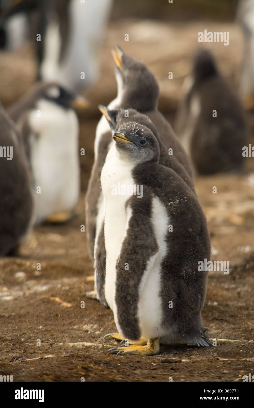 Gentoo Pinguinküken, (Pygoscelis Papua Papua) auf die Falklandinseln Stockfoto
