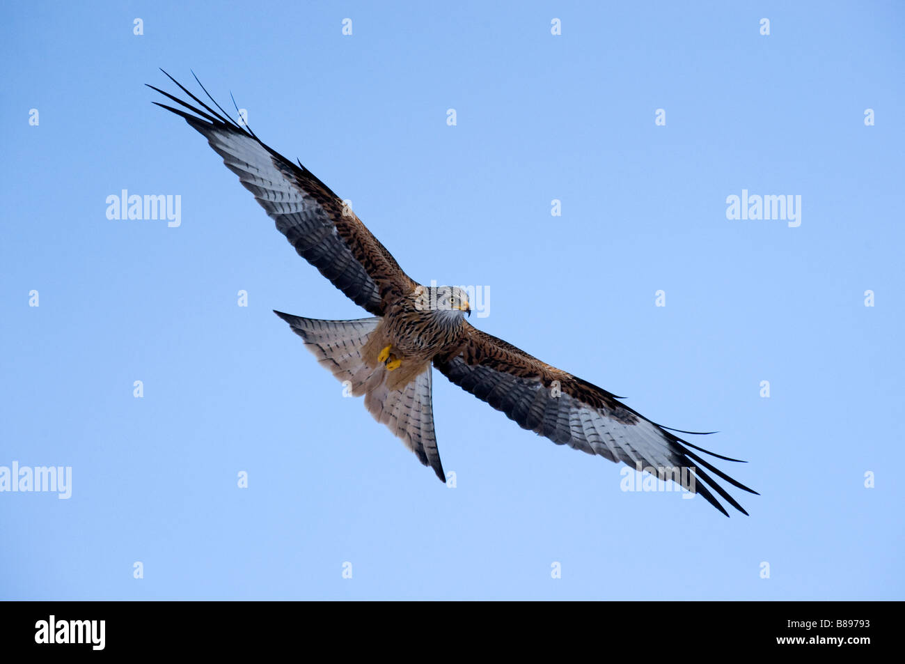 Rotmilan (Milvus milvus) im Flug Stockfoto