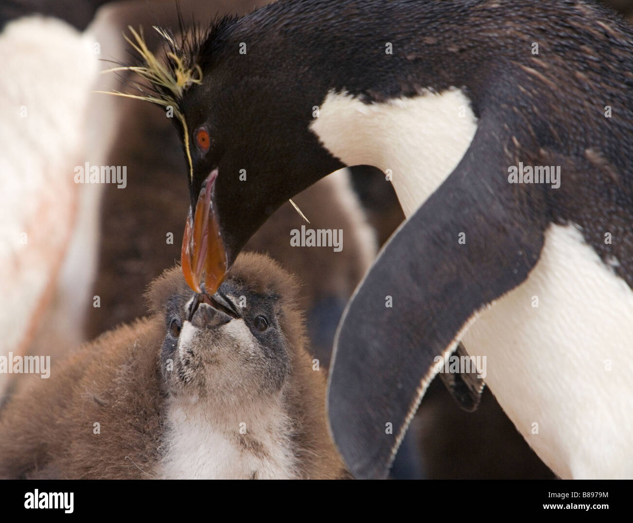 Rockhopper Penguin Küken und Eltern füttern, (Eudyptes Chrysocome Chrysocome) auf die Falklandinseln Stockfoto