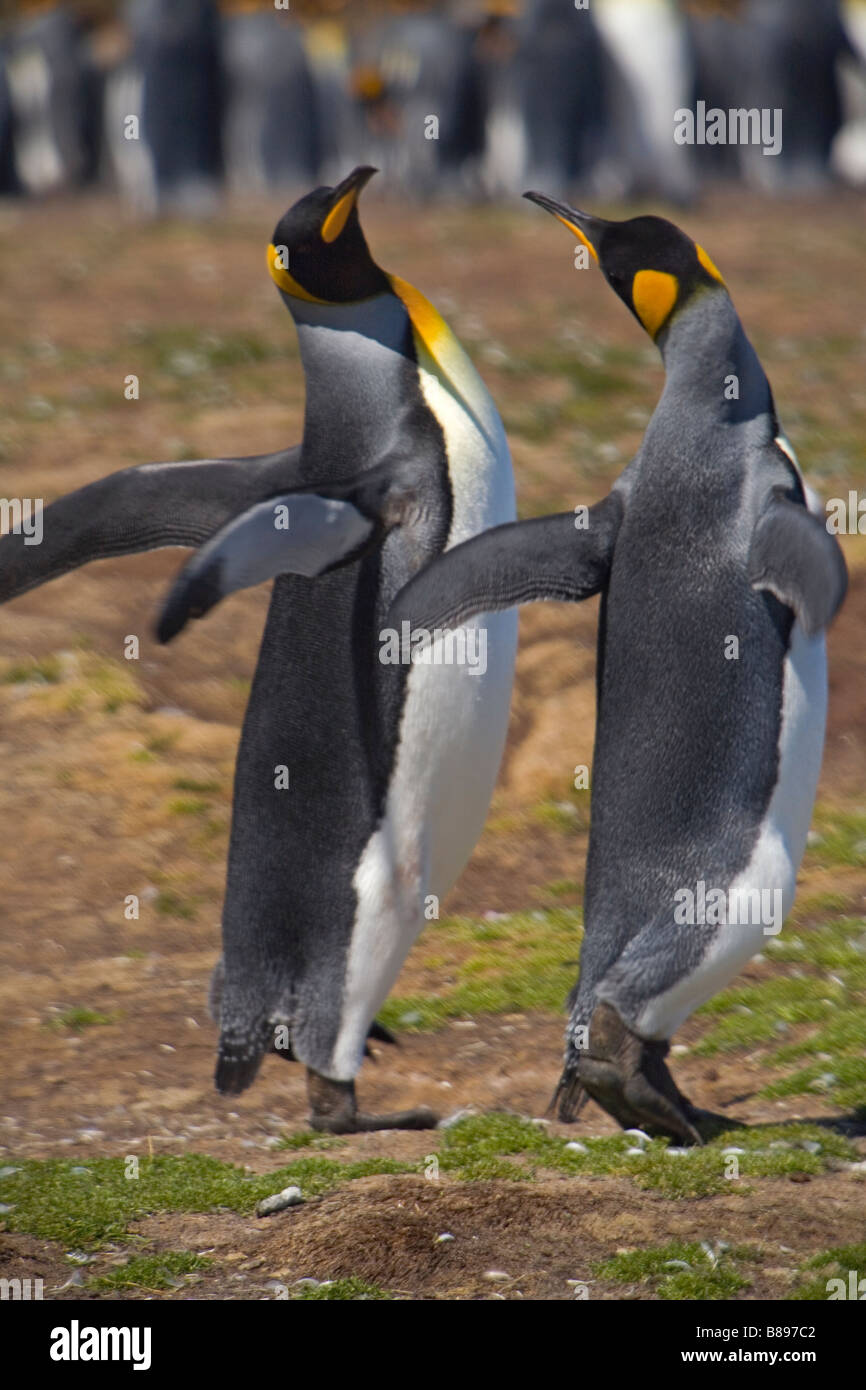 König Penguins (Aptenodytes Patagonicus) den Falkland-Inseln Stockfoto