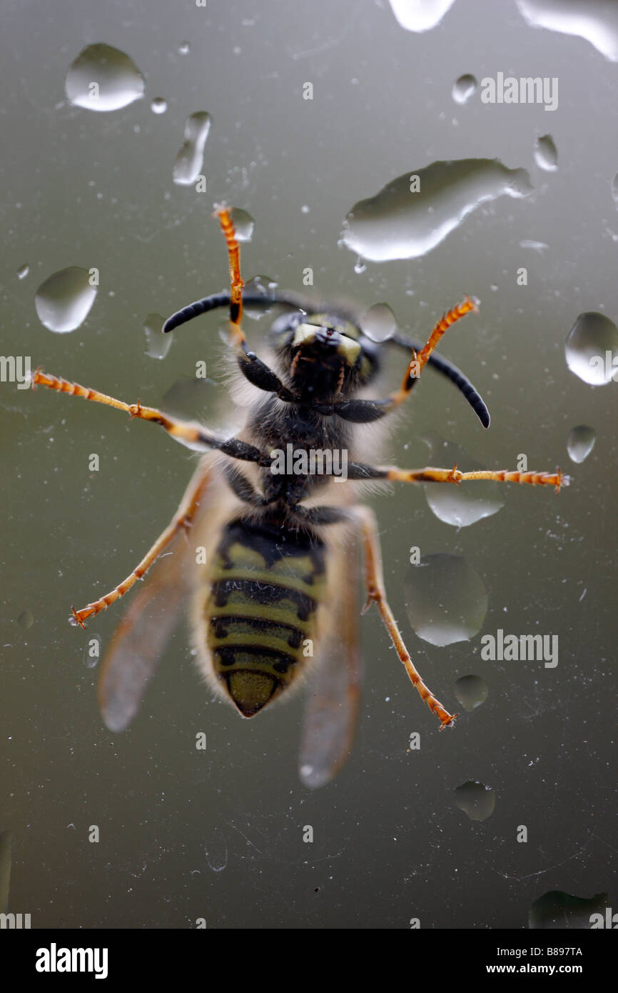 Eine Wespe auf ein Fensterglas Regen Stockfoto