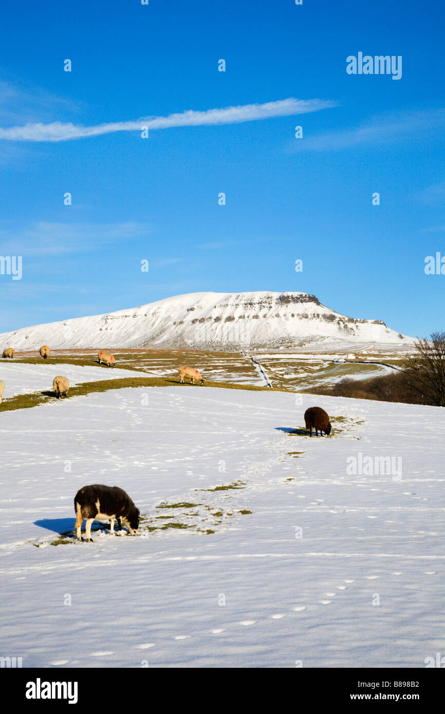 Schafbeweidung im Schnee in der Nähe von Pen-Y-Gent-Horton in Ribblesdale Stockfoto