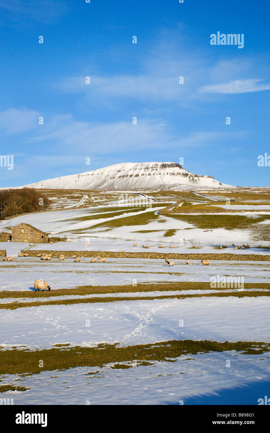 Schafbeweidung im Schnee in der Nähe von Pen Y Gent Yorkshire Dales England Stockfoto