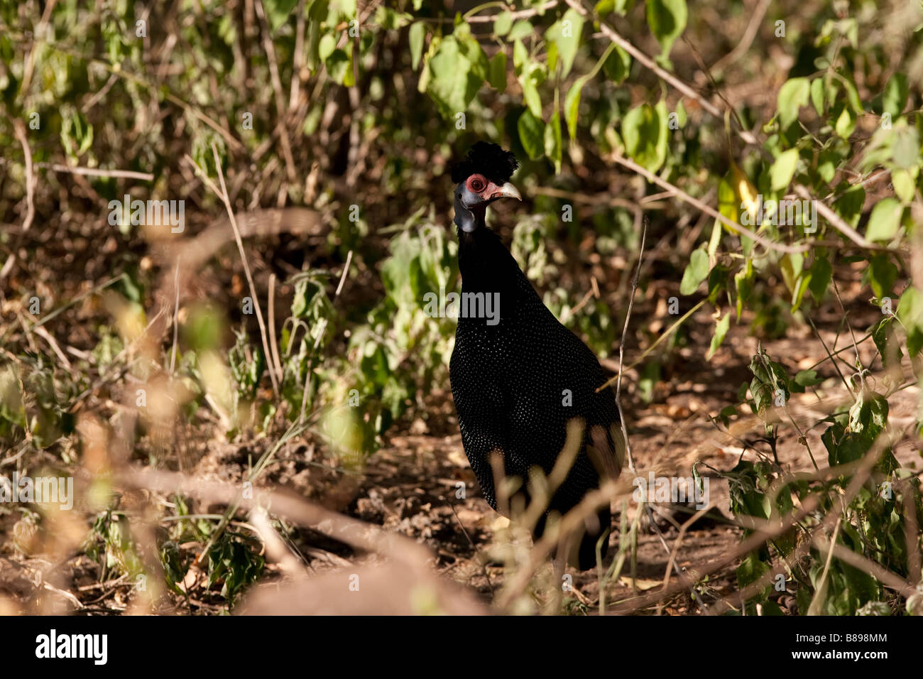 Crested Perlhühner am Lake Manyara in Tansania Stockfoto