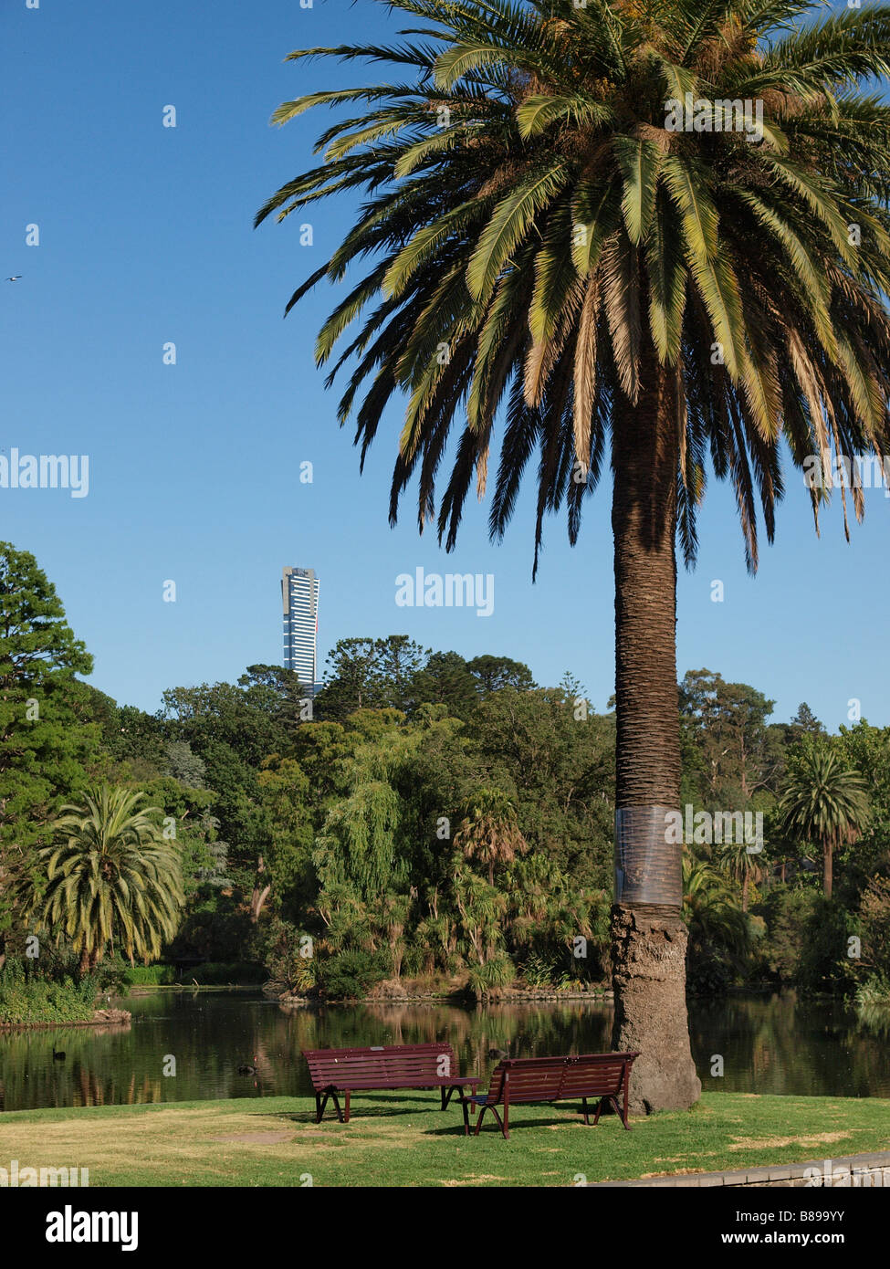 PALME ROYAL BOTANICAL GARDENS MIT BLICK AUF DEN FERNEN RIALTO TOWER, MELBOURNE VICTORIA AUSTRALIEN Stockfoto