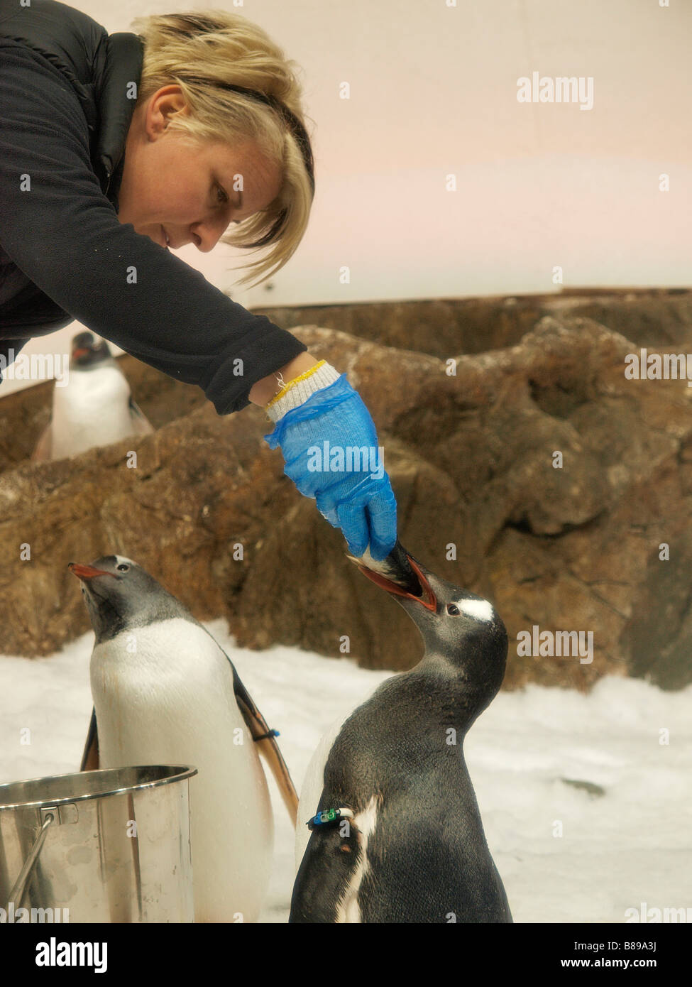 Pinguin, Feed per Hand bei Sealife, Melbourne Aquarium victoria Australien Stockfoto