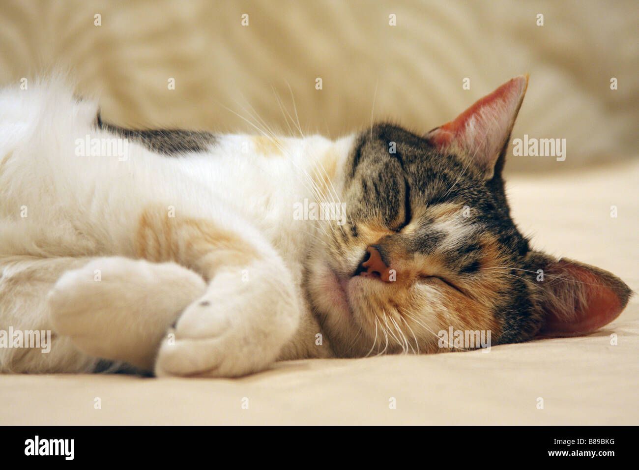 kurze, auf einem Sofa eingeschlafen kurzhaarige Hauskatze Stockfoto