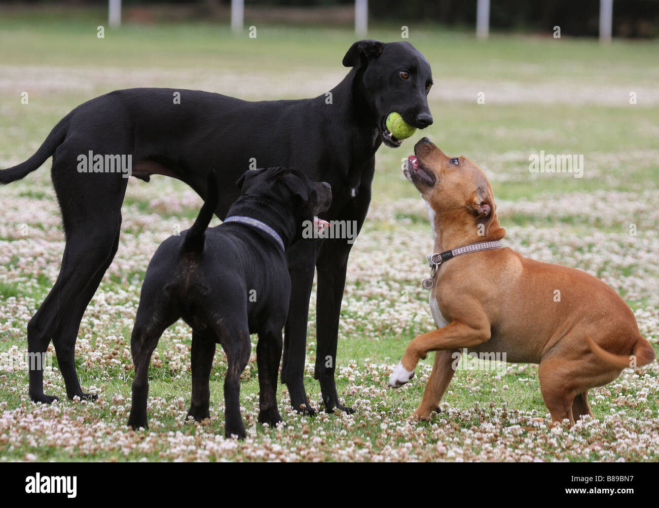 Windhund, mit einem Tennisball in den Mund, mit zwei Staffordshire Bull Terrier Stockfoto