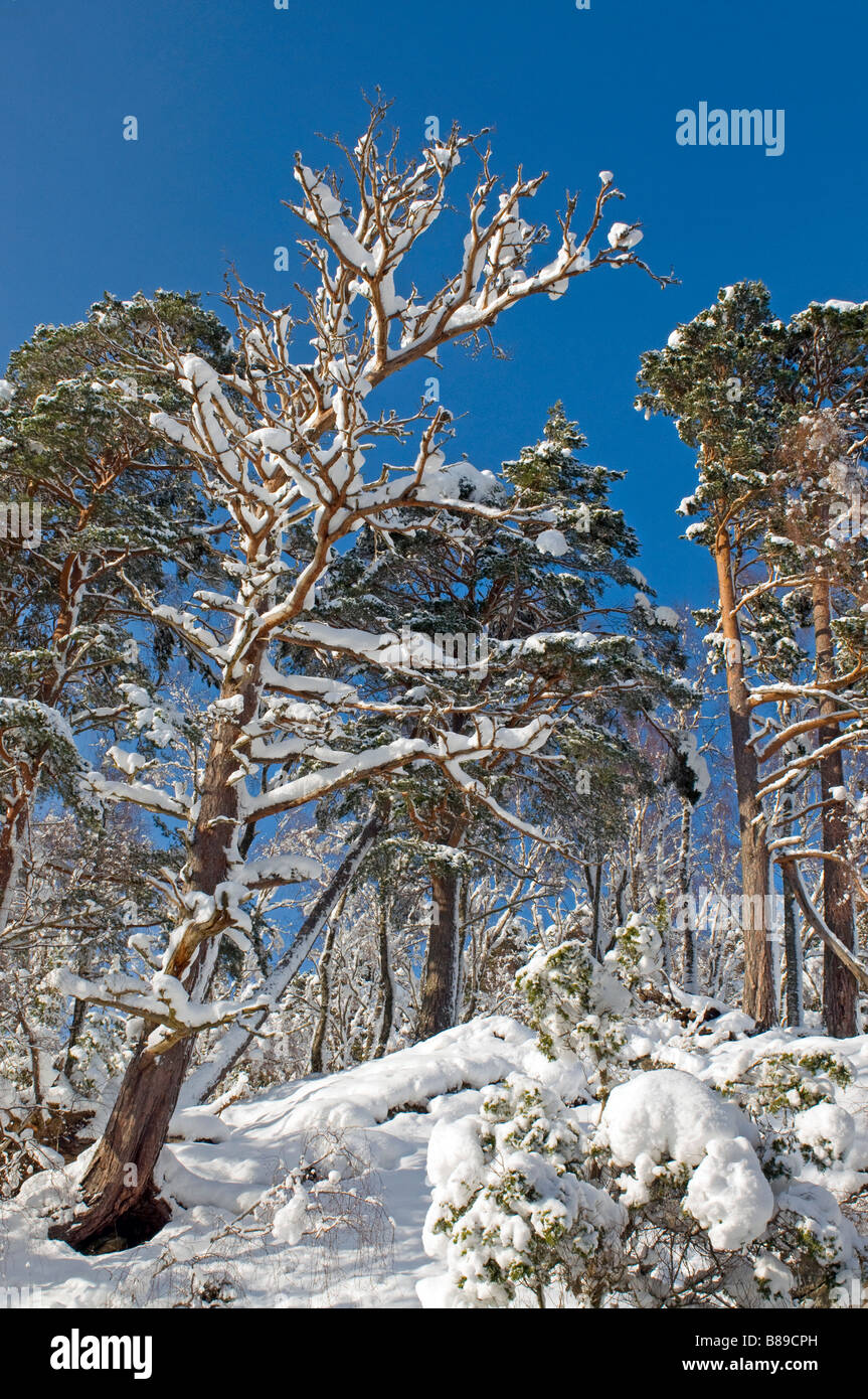 Die Wälder rund um Loch ein Eilein Rothiemurchus Aviemore in den Cairngorms im Winter SCO 2116 Stockfoto