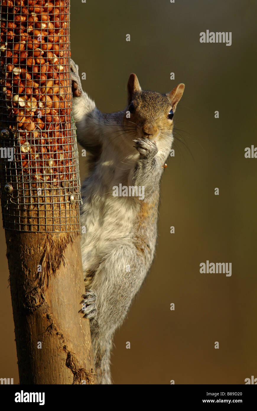Östliche graue Eichhörnchen Sciurus Carolinensis Fütterung Stockfoto