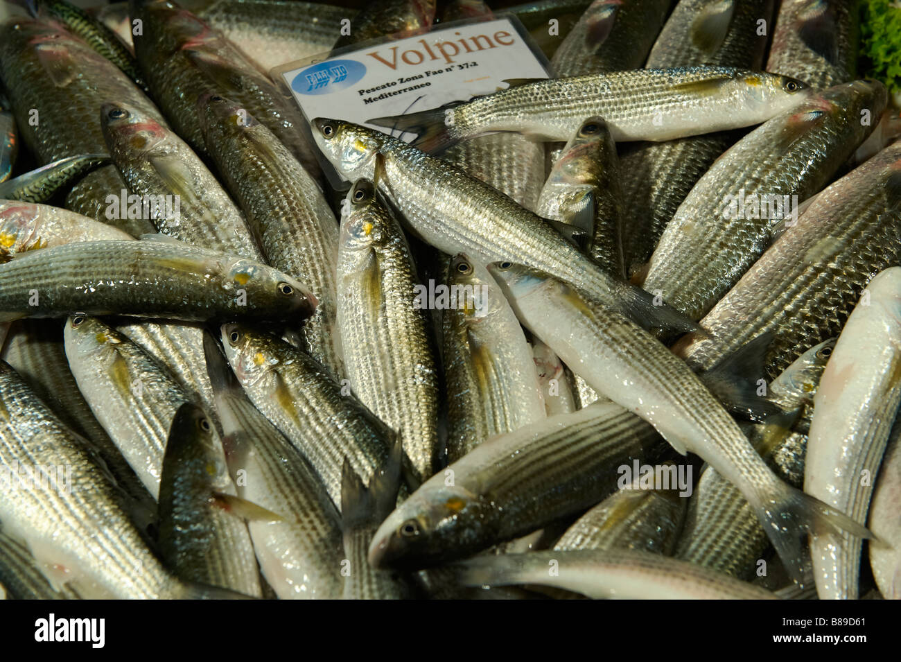 Frische Volpine - Venedig Rialto Fischmarkt Stockfoto