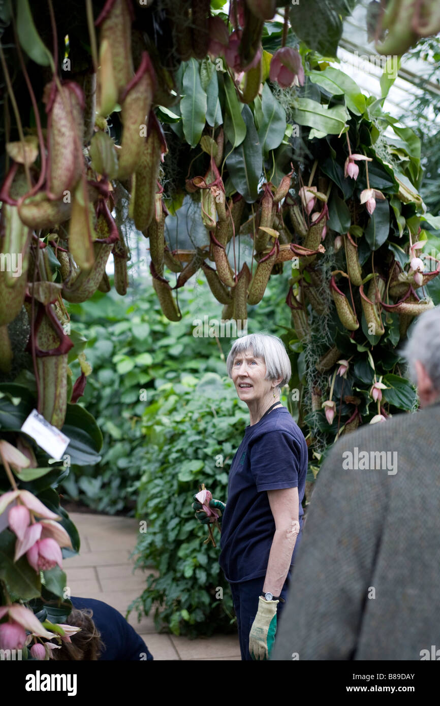 250 Jahrestag von Kew Gardens. Prinzessin von Wales Conservatory Orchidee anzuzeigen. Ein Gärtner von Nepenthes Miranda Stockfoto