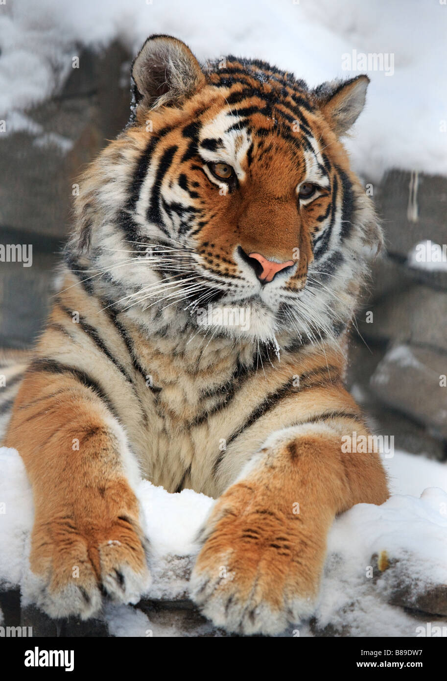 Yiung Tiger Porträt Novosibirsk ZOO Stockfoto