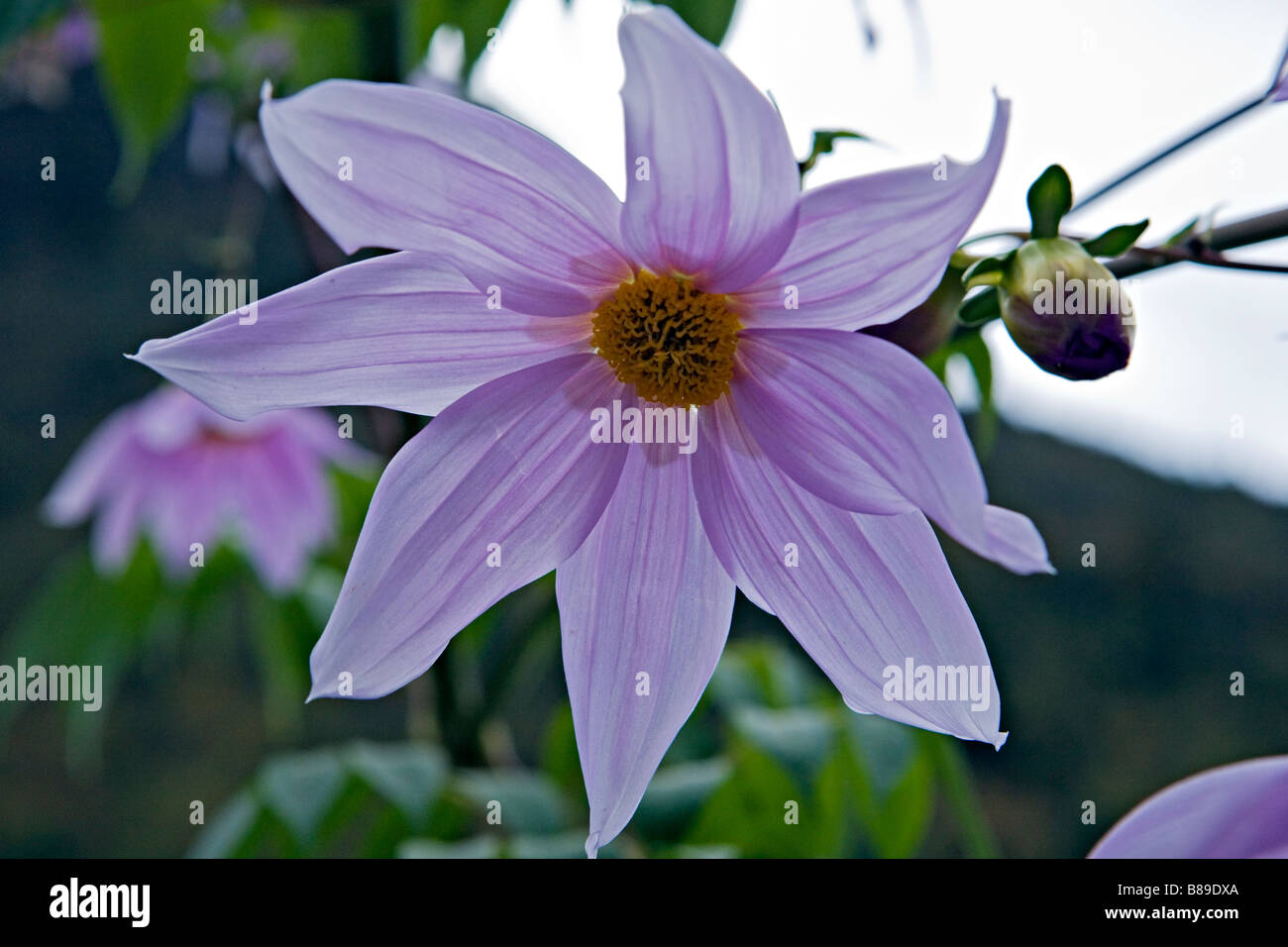 Malerische des Himalaya Dahlia Blumen Baum Dahlie Dahlia Imperialis wie in Solokhumbu Region Nepal Stockfoto