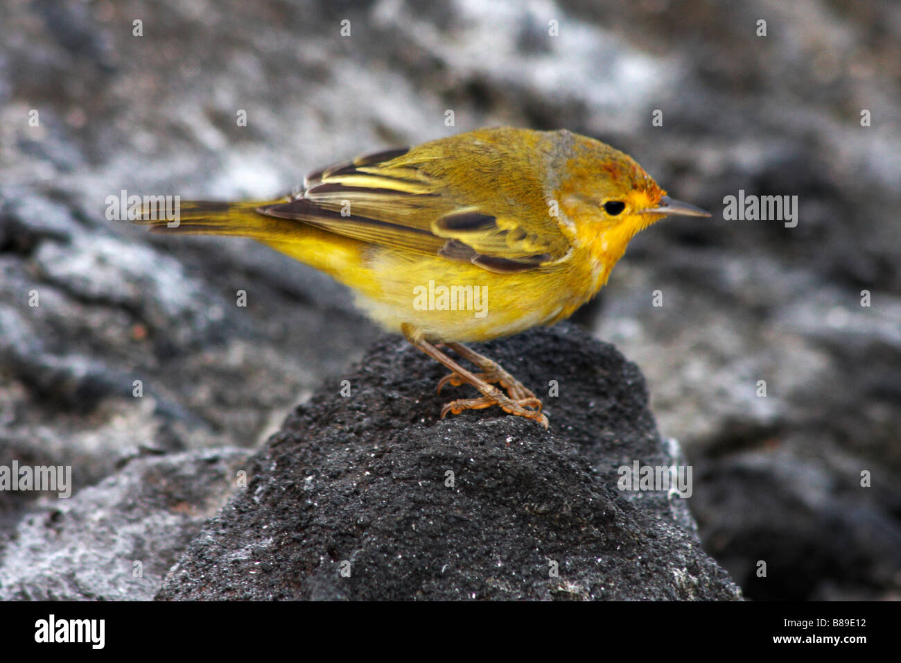 Yellow warbler, Dendroica petechien Aureola, auf Felsen bei Puerto Egas, Insel Santiago, Galapagos, Ecuador im September stand Stockfoto