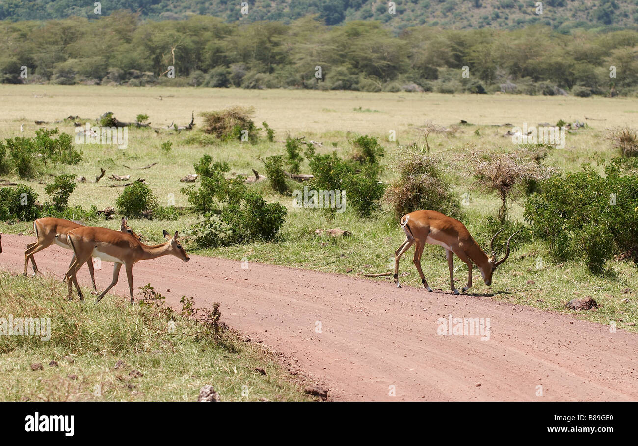 Impala mittelgroße afrikanische Antilope Stockfoto