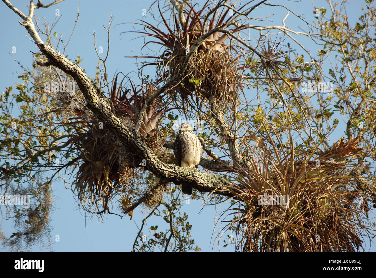 Rot-geschultert Hawk auf auf einem Baum sitzend in wilde Orchideen und Bromelien abgedeckt Stockfoto