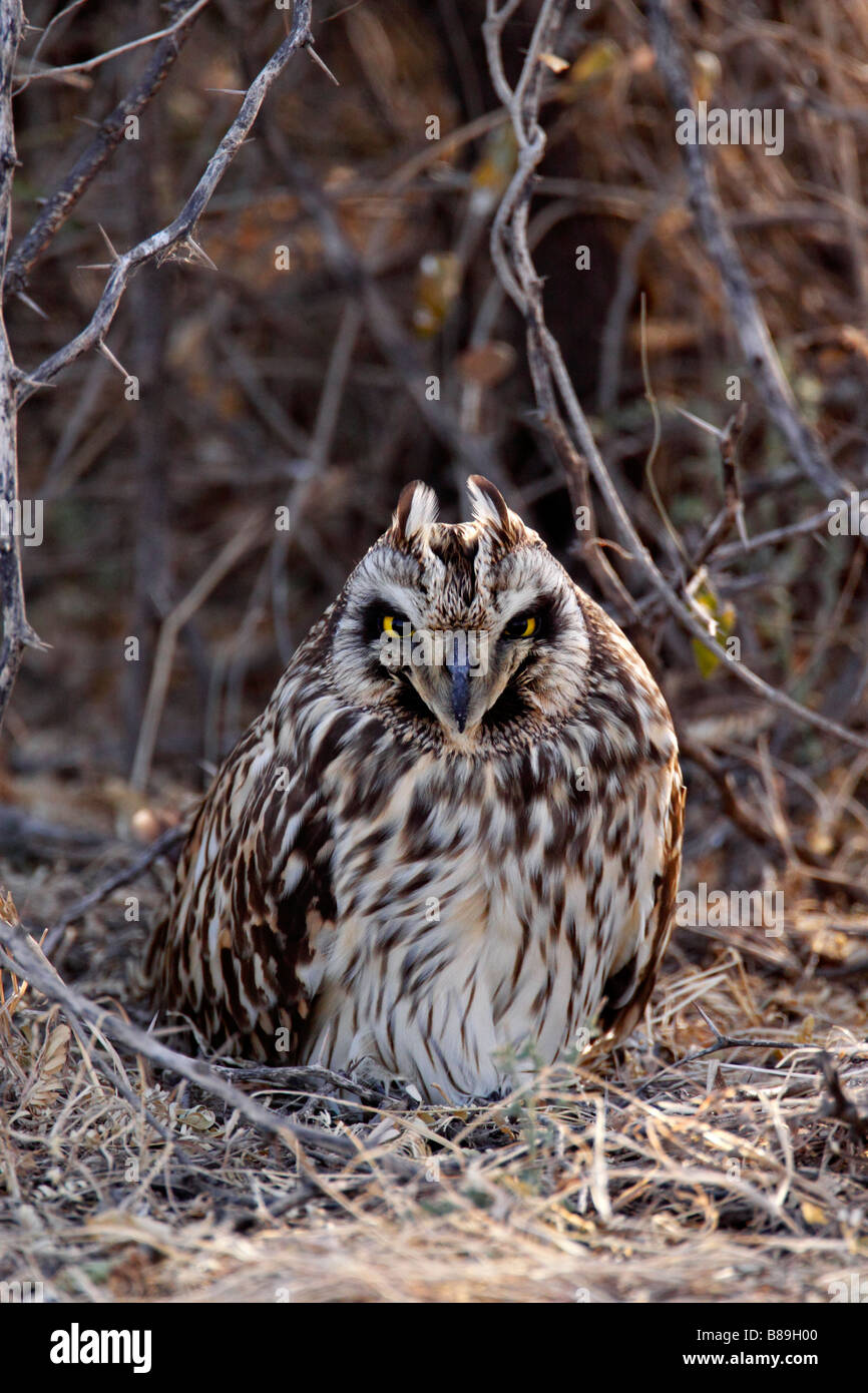 Short-eared Eule (Asio Flammeus) Schlafplatz in Rann Of Kutch Stockfoto