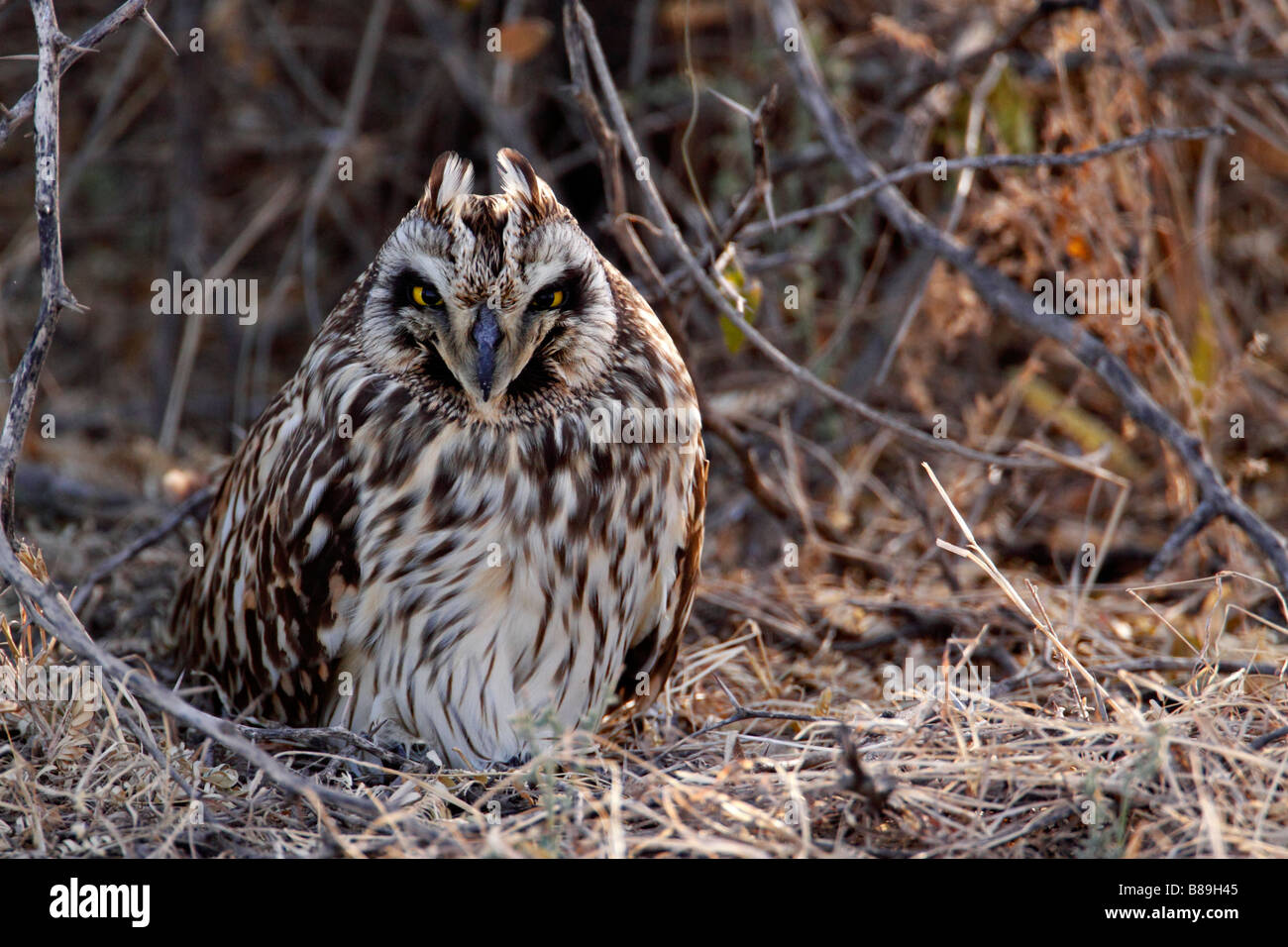 Short-eared Eule (Asio Flammeus) Schlafplatz in Rann Of Kutch Stockfoto