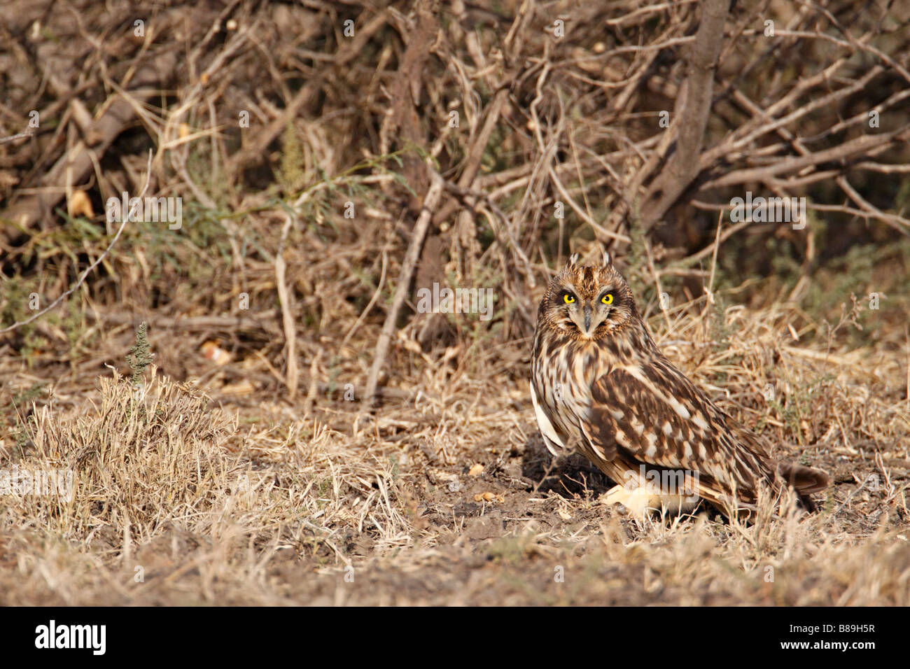 Short-eared Eule (Asio Flammeus) Schlafplatz in Rann Of Kutch Stockfoto